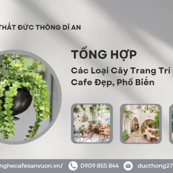 Hình ảnh Các Loại Cây Trang Trí Quán Cafe Phổ Biến