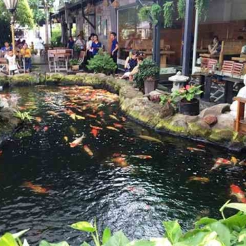 Hình ảnh Chi Phí Mở Quán Cafe Cá Koi Là Bao Nhiêu Chi Tiết Nhất